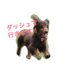 Wiener dog and Chihuahua（個別スタンプ：10）