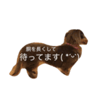 Wiener dog and Chihuahua（個別スタンプ：11）