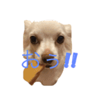 Wiener dog and Chihuahua（個別スタンプ：12）