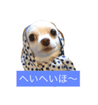 Wiener dog and Chihuahua（個別スタンプ：13）