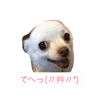 Wiener dog and Chihuahua（個別スタンプ：14）