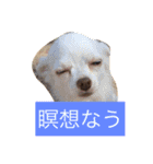 Wiener dog and Chihuahua（個別スタンプ：15）