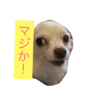 Wiener dog and Chihuahua（個別スタンプ：16）