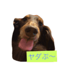 Wiener dog and Chihuahua（個別スタンプ：18）