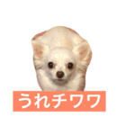Wiener dog and Chihuahua（個別スタンプ：19）