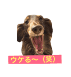 Wiener dog and Chihuahua（個別スタンプ：20）