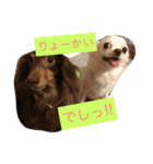 Wiener dog and Chihuahua（個別スタンプ：21）