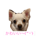 Wiener dog and Chihuahua（個別スタンプ：22）
