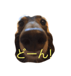 Wiener dog and Chihuahua（個別スタンプ：23）