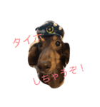 Wiener dog and Chihuahua（個別スタンプ：24）