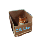 ソマリのマリさん（個別スタンプ：21）