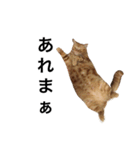 大きい茶トラの茶太郎です。（個別スタンプ：13）