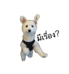 khaopod_ThePomapoo（個別スタンプ：1）