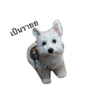 khaopod_ThePomapoo（個別スタンプ：3）