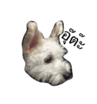 khaopod_ThePomapoo（個別スタンプ：4）