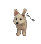 khaopod_ThePomapoo（個別スタンプ：5）