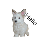 khaopod_ThePomapoo（個別スタンプ：6）