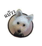 khaopod_ThePomapoo（個別スタンプ：7）
