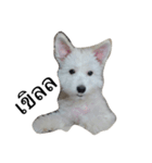 khaopod_ThePomapoo（個別スタンプ：8）