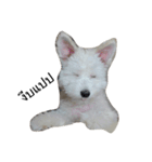 khaopod_ThePomapoo（個別スタンプ：9）