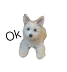 khaopod_ThePomapoo（個別スタンプ：11）