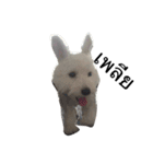 khaopod_ThePomapoo（個別スタンプ：12）