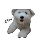 khaopod_ThePomapoo（個別スタンプ：13）