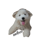 khaopod_ThePomapoo（個別スタンプ：14）