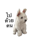 khaopod_ThePomapoo（個別スタンプ：16）