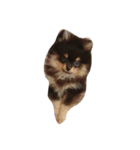 ポメラニアンのこばんです。（個別スタンプ：1）
