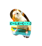 うちのかわインコ（個別スタンプ：1）