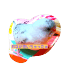 うちのかわインコ（個別スタンプ：3）