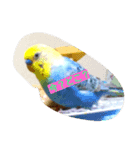 うちのかわインコ（個別スタンプ：4）