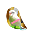 うちのかわインコ（個別スタンプ：5）