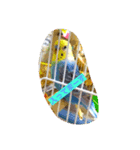 うちのかわインコ（個別スタンプ：6）