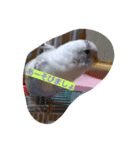 うちのかわインコ（個別スタンプ：8）