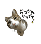けがわすたんぷ（個別スタンプ：1）