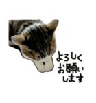 けがわすたんぷ（個別スタンプ：3）