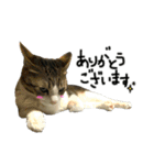 けがわすたんぷ（個別スタンプ：4）