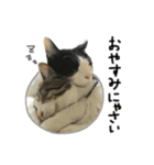 けがわすたんぷ（個別スタンプ：6）