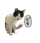 けがわすたんぷ（個別スタンプ：7）
