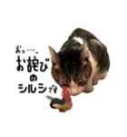 けがわすたんぷ（個別スタンプ：10）