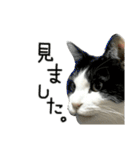 けがわすたんぷ（個別スタンプ：13）