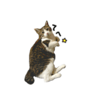 けがわすたんぷ（個別スタンプ：14）