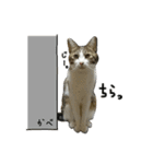 けがわすたんぷ（個別スタンプ：16）