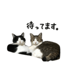 けがわすたんぷ（個別スタンプ：18）