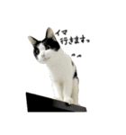 けがわすたんぷ（個別スタンプ：21）