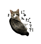 けがわすたんぷ（個別スタンプ：22）