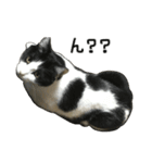 けがわすたんぷ（個別スタンプ：23）