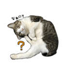 けがわすたんぷ（個別スタンプ：24）